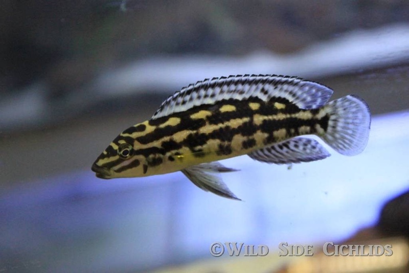 Julidochromis marlieri 'Bemba'